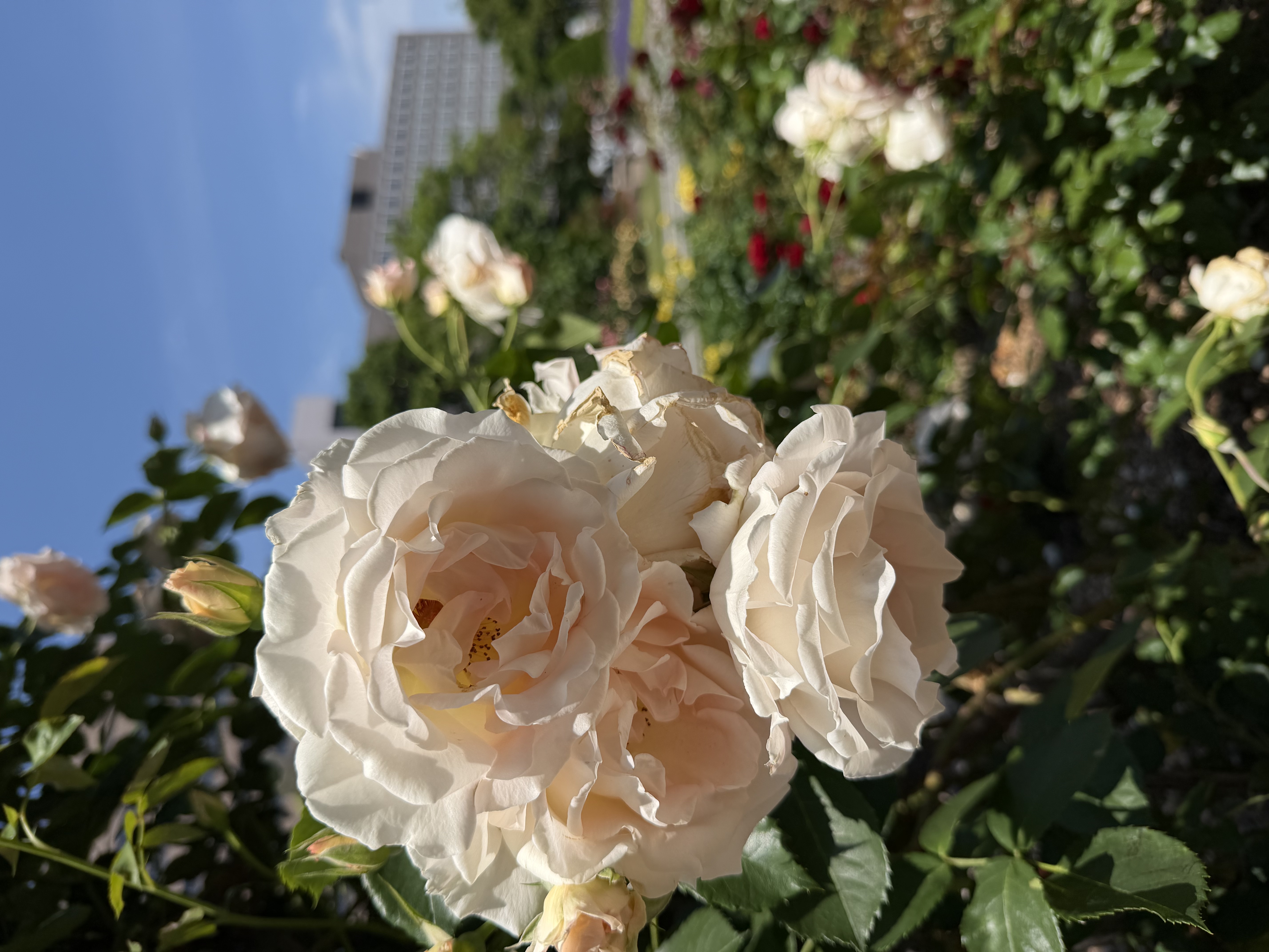 IMG_7790.jpeg