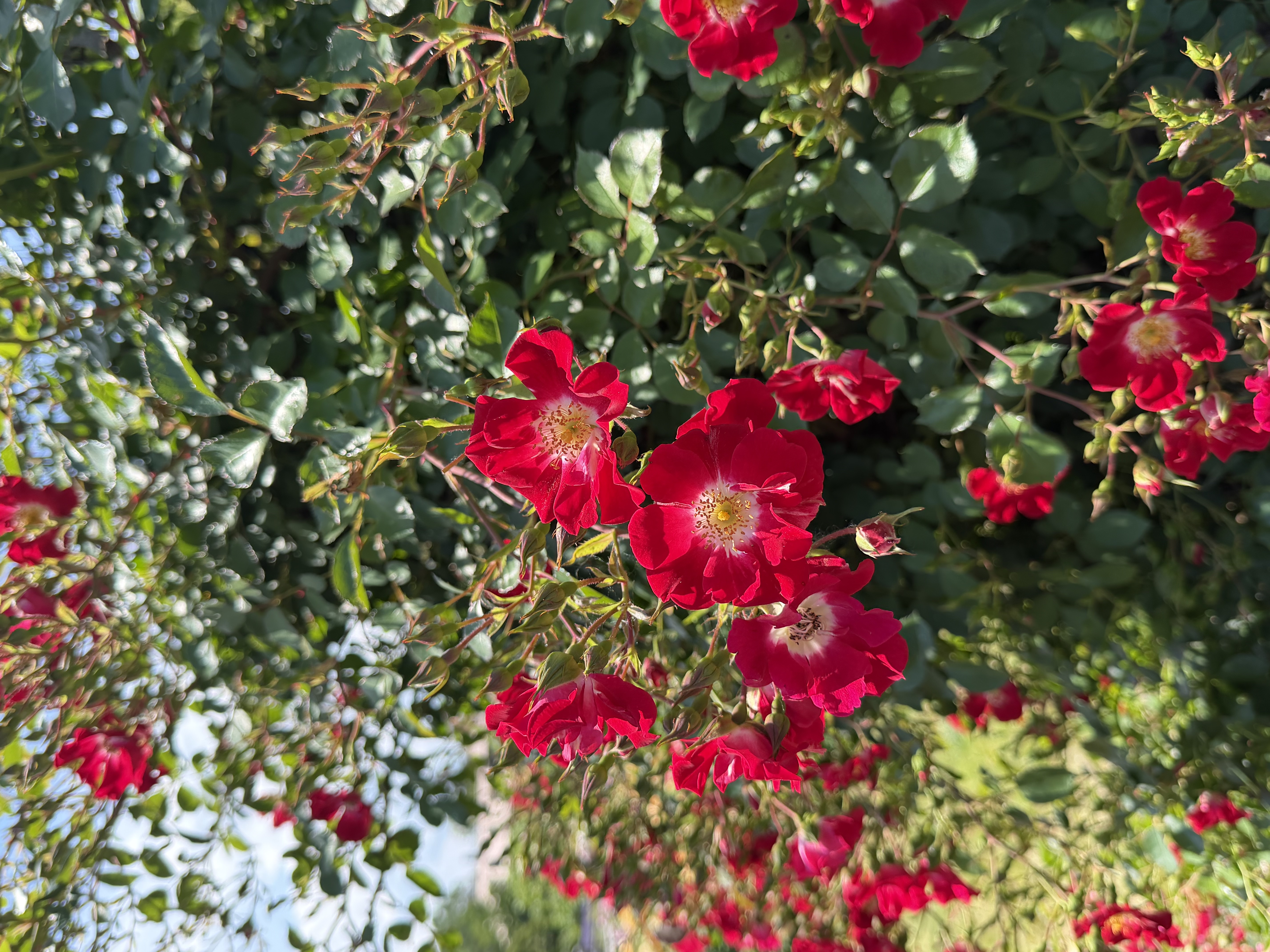 IMG_7805.jpeg