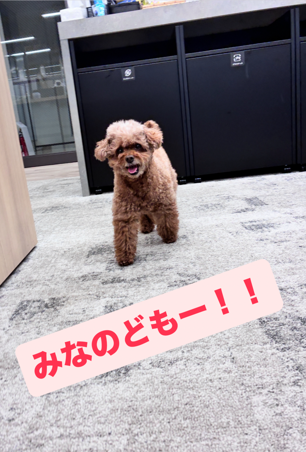 minanodomo.jpg